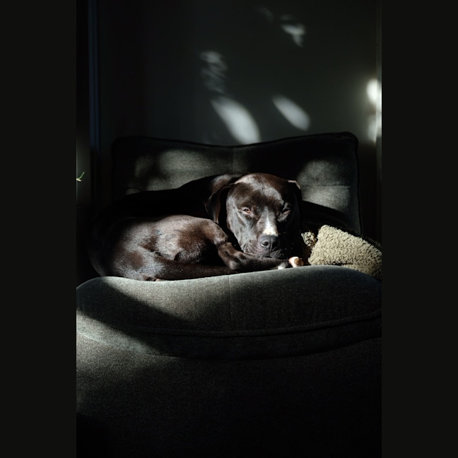 Photo of Umbreon