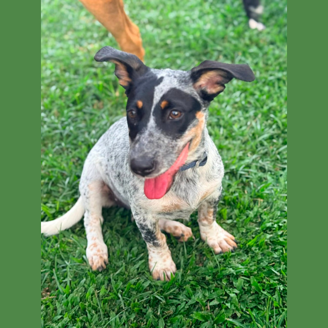 Photo of Lazuli