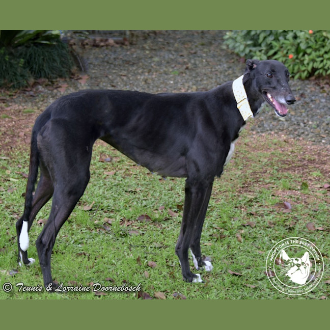 Photo of Charlotte (Jingalong Lottie)