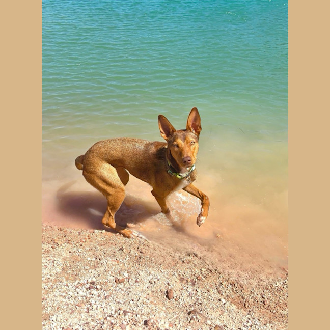 Photo of Cookie