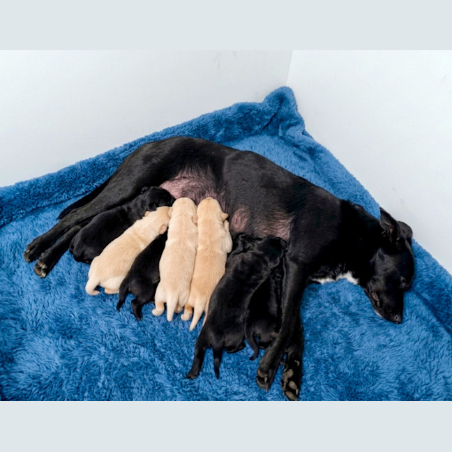 Photo of Zibblet