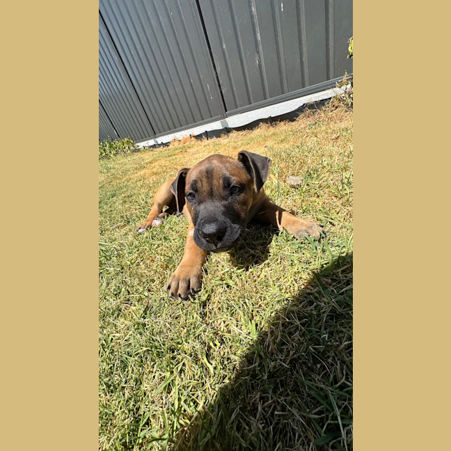 Photo of Titan (Was Tank)