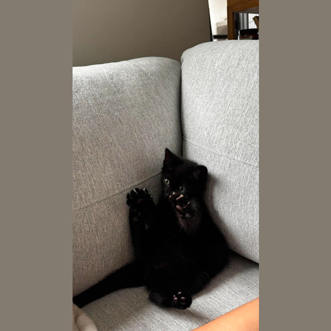 Photo of Little Noodle