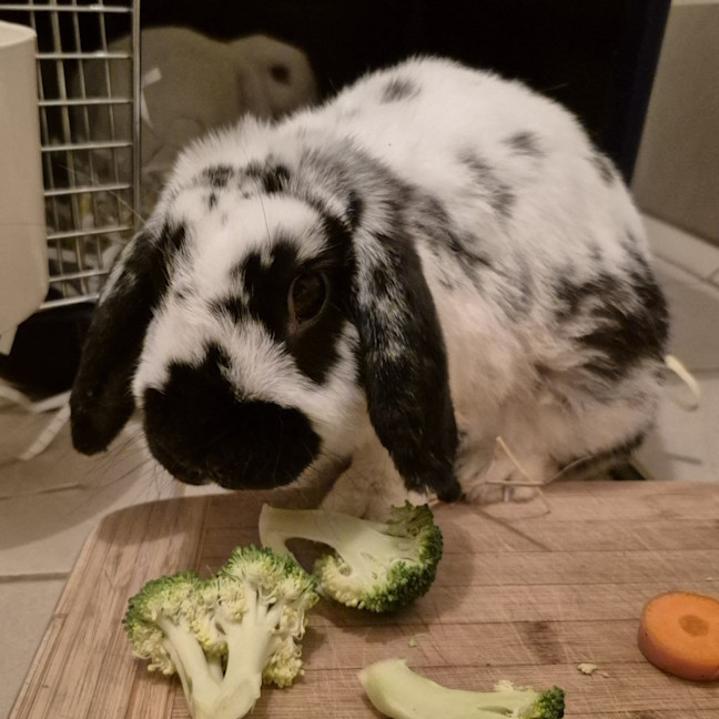 Photo of Paddy
