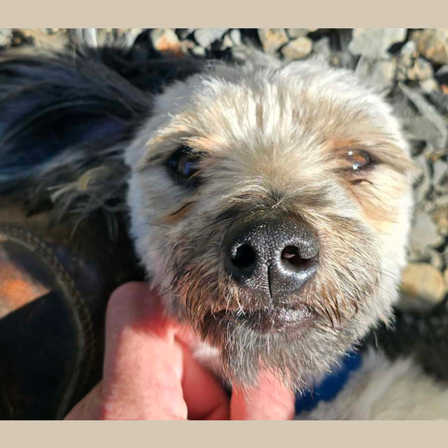 Photo of Lucy