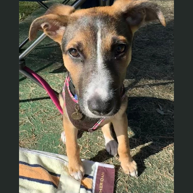 Photo of Tilly   10 Week Old Kelpie X