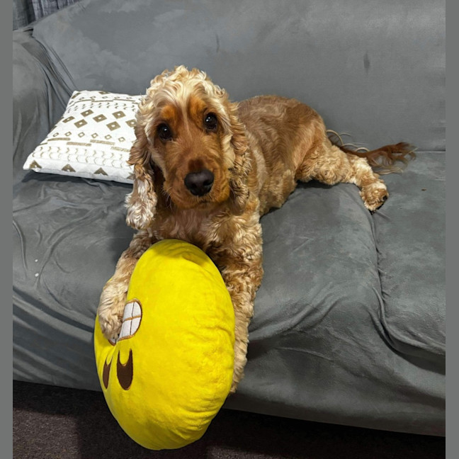 Photo of Alfie  Your New Best Friend! 