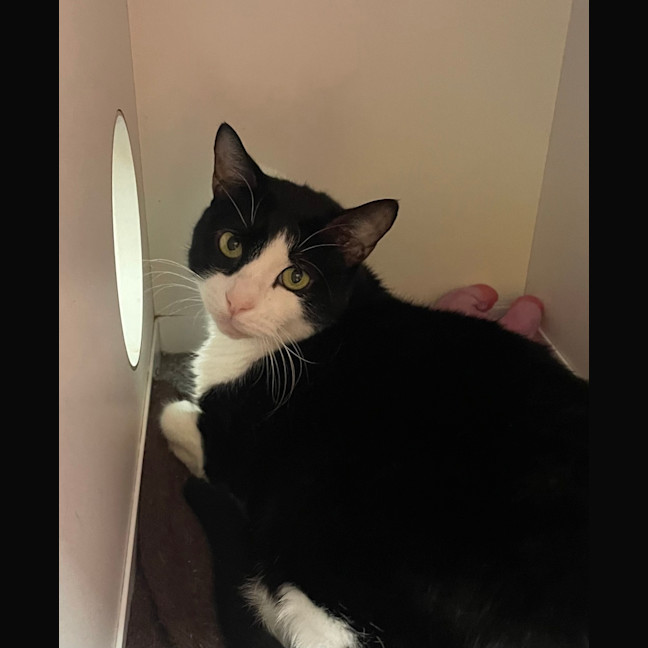 Photo of Patch
