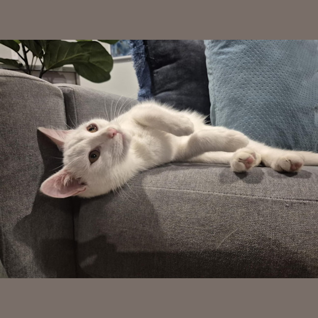 Photo of Coconut 