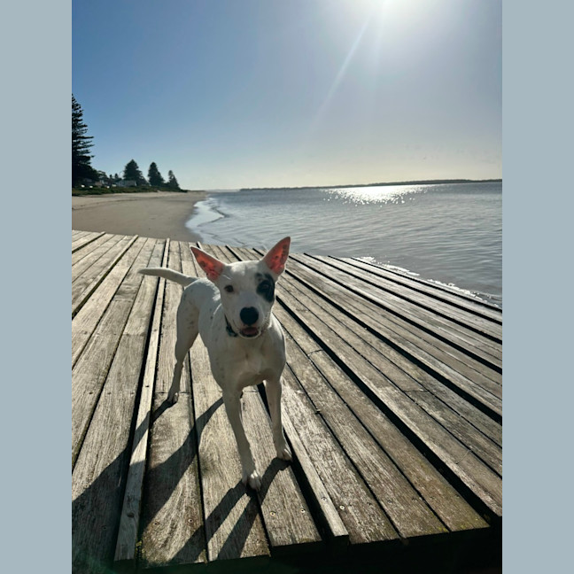 Photo of Luna Lou   2 Year Old Cattle Dog X