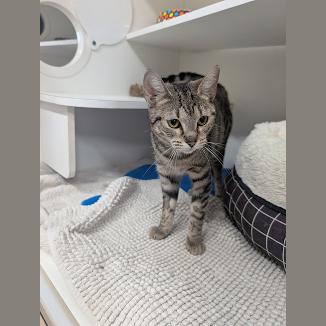 Photo of Vesper