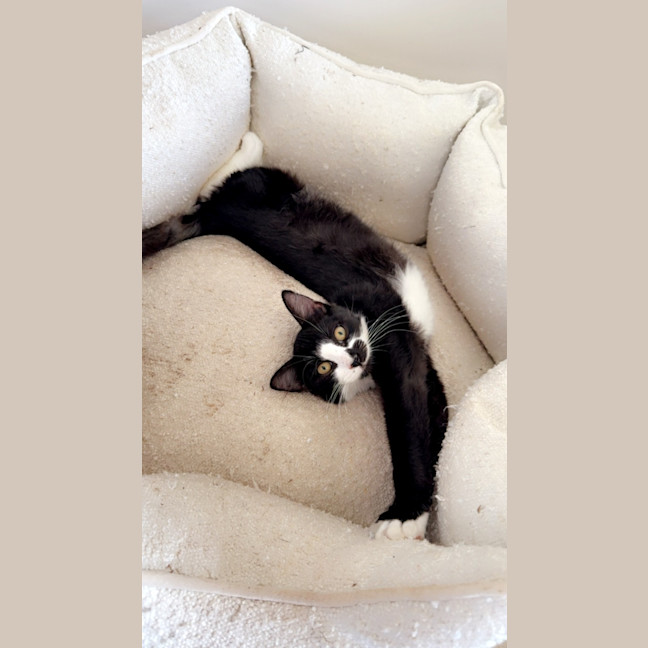Photo of Freya