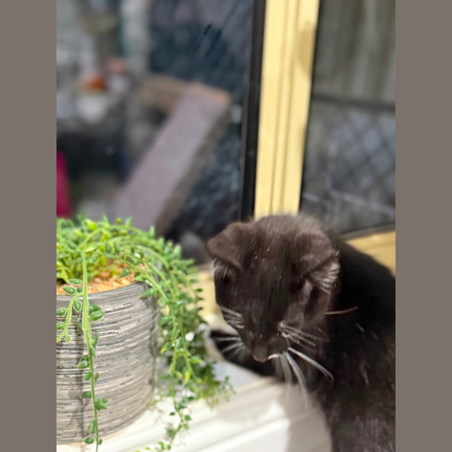 Photo of Jazz Boy 