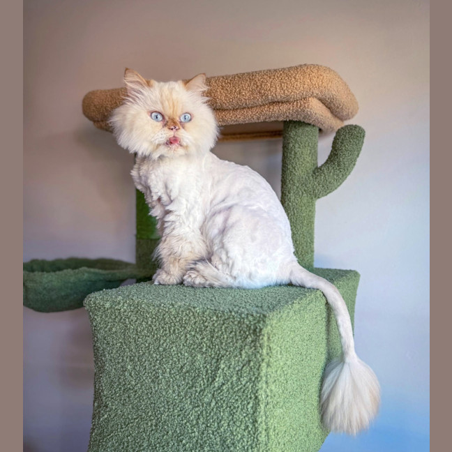 Photo of 🐾Little Bean🐾