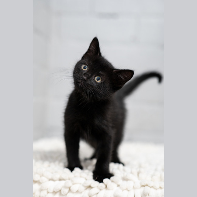 Photo of Inky