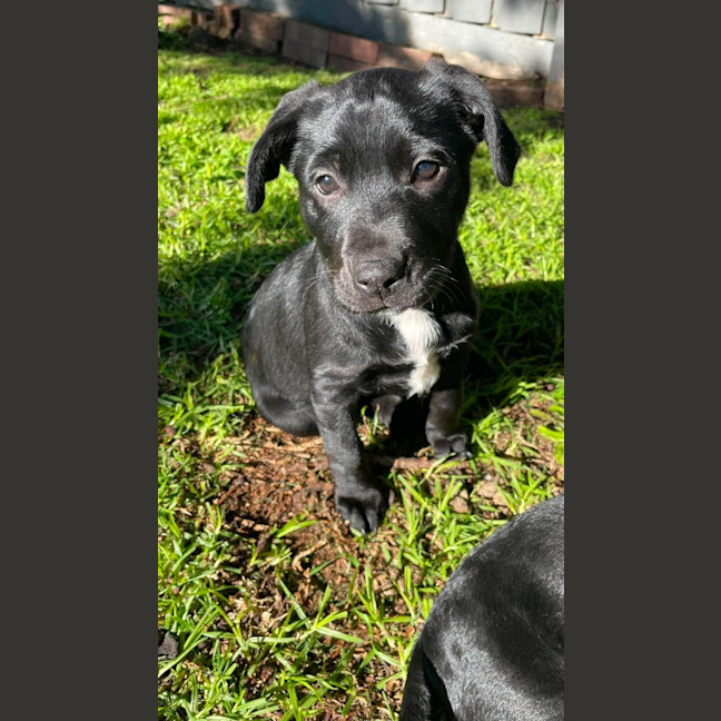 Photo of Silver