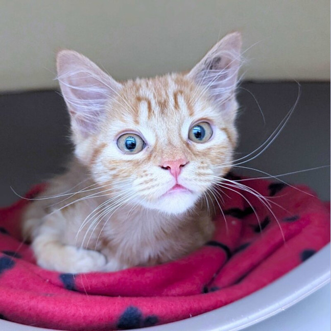 Photo of Peach