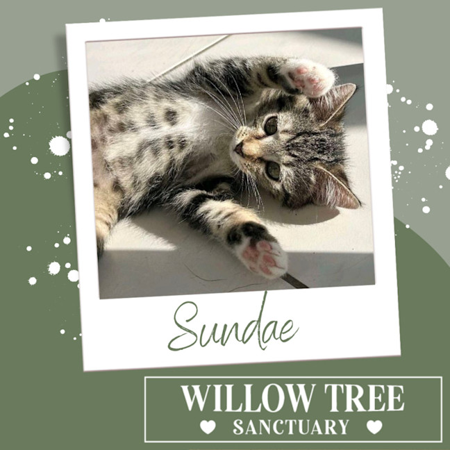 Photo of Sundae