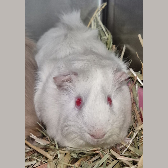 Photo of Marshmallow