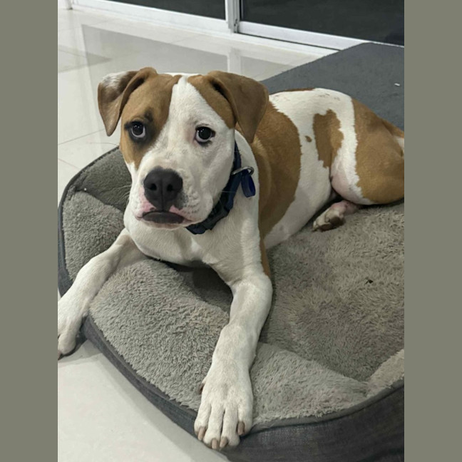 Photo of Marty   7 Month Old American Bulldog X