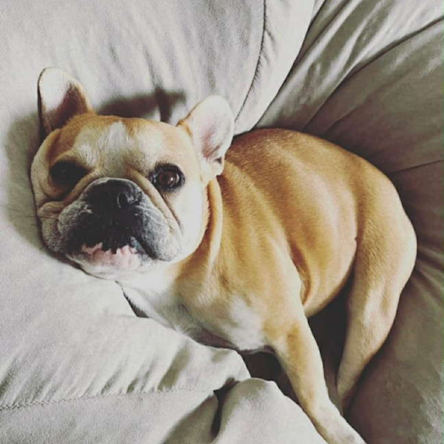 Photo of Lulu 🌸 Assisted Rehome