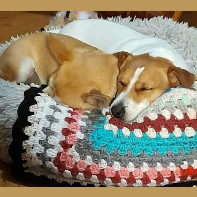 Photo of Chicko And Buddy