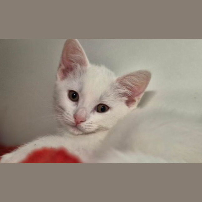 Photo of Snowy