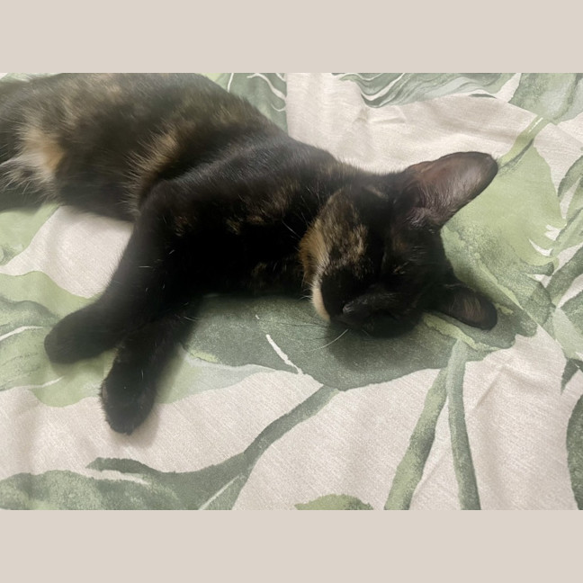 Photo of Caramella