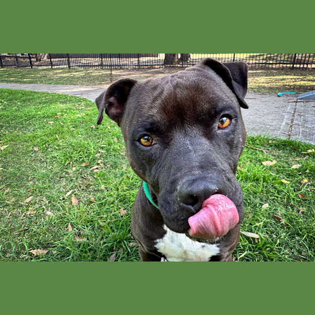 Photo of Kaos