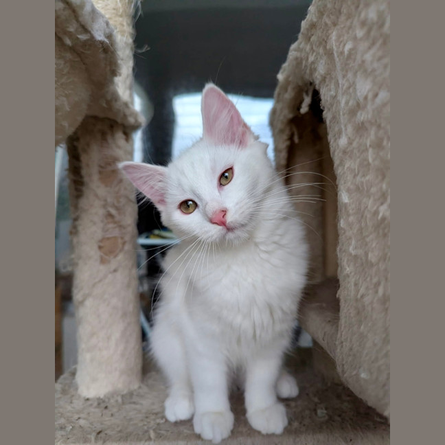 Photo of Snowflake 