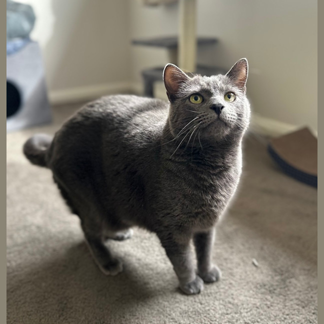 Photo of Smokey