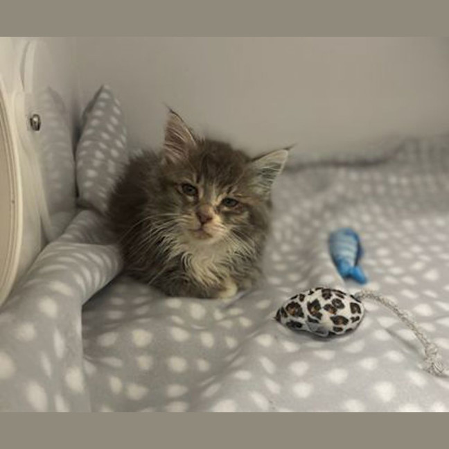 Photo of Athena