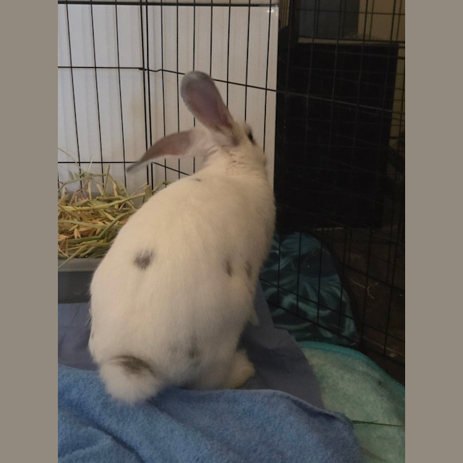 Photo of Casper