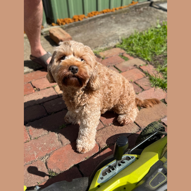 Photo of Millie