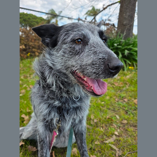 Photo of Ranger
