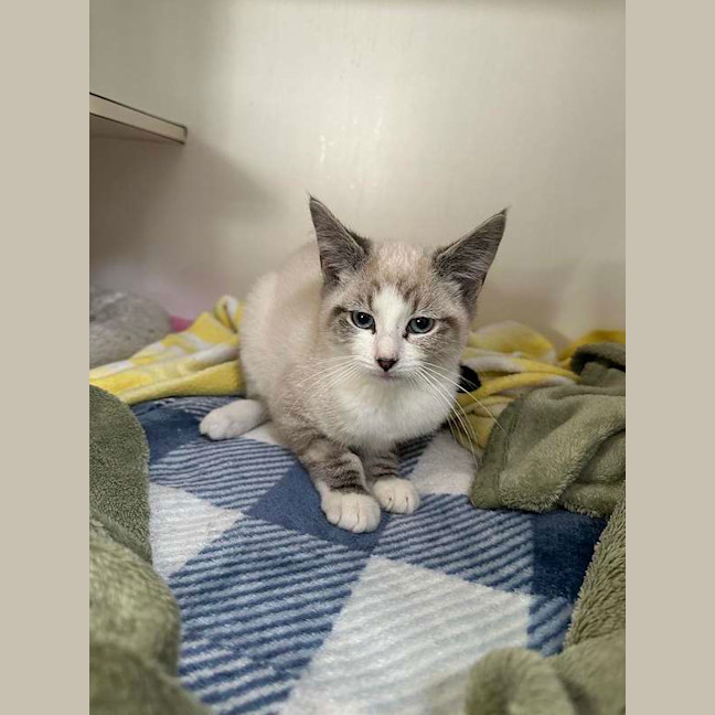 Photo of Mochi