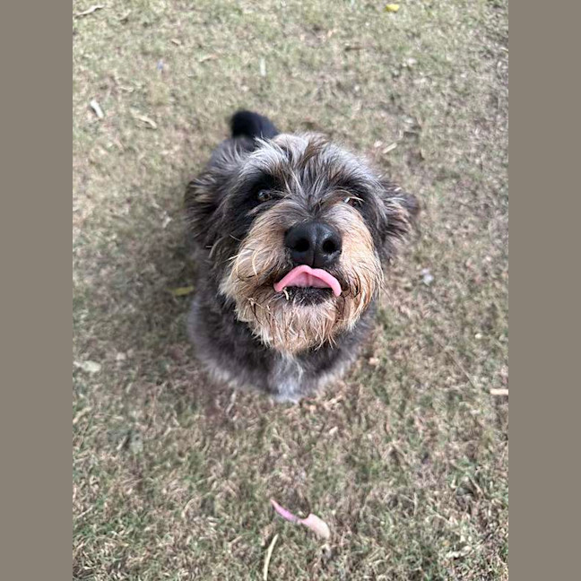Photo of Meatball