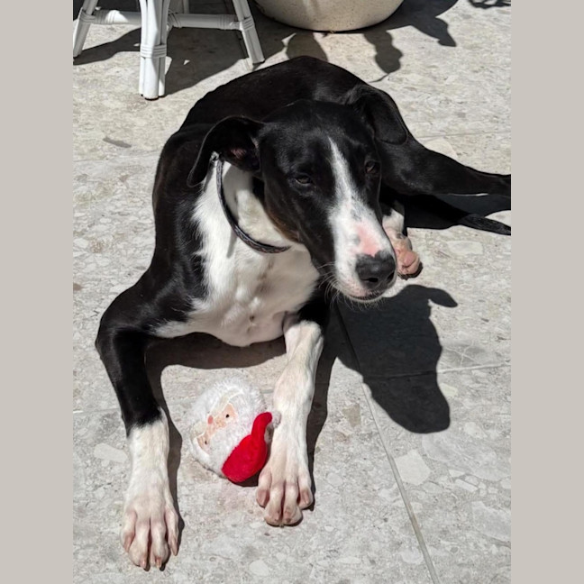 Photo of Solitaire 