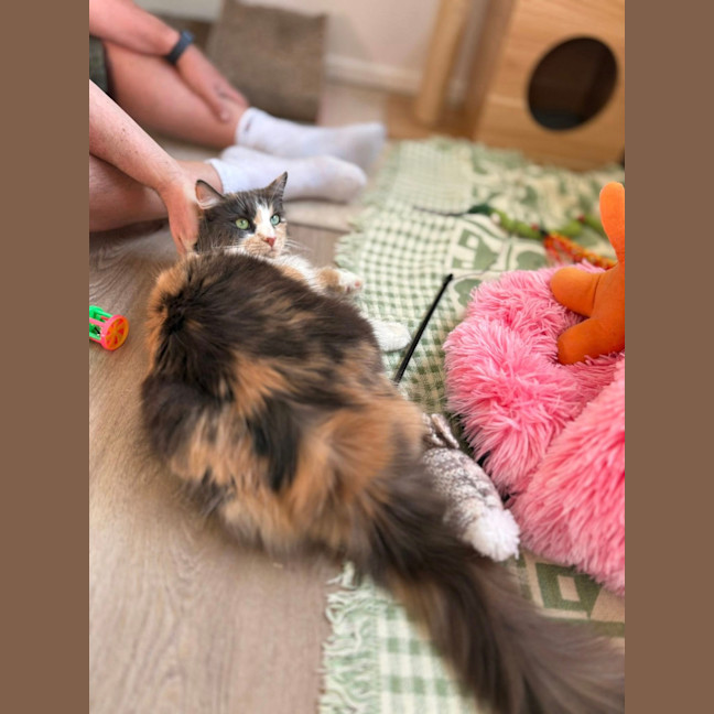 Photo of Pepper