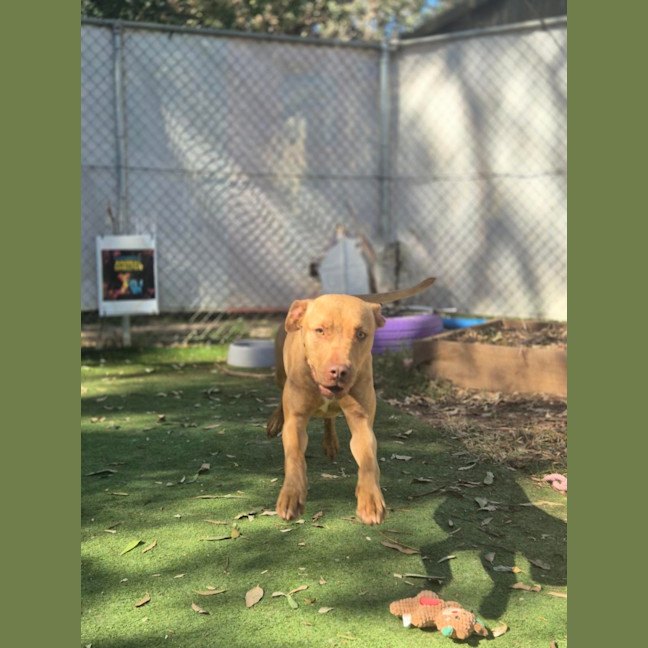 Photo of Maple