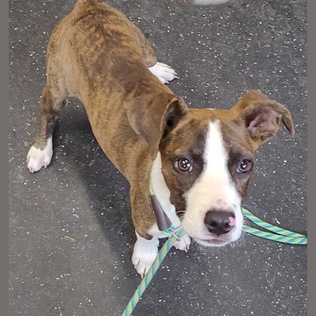 Photo of Lil Lasagna