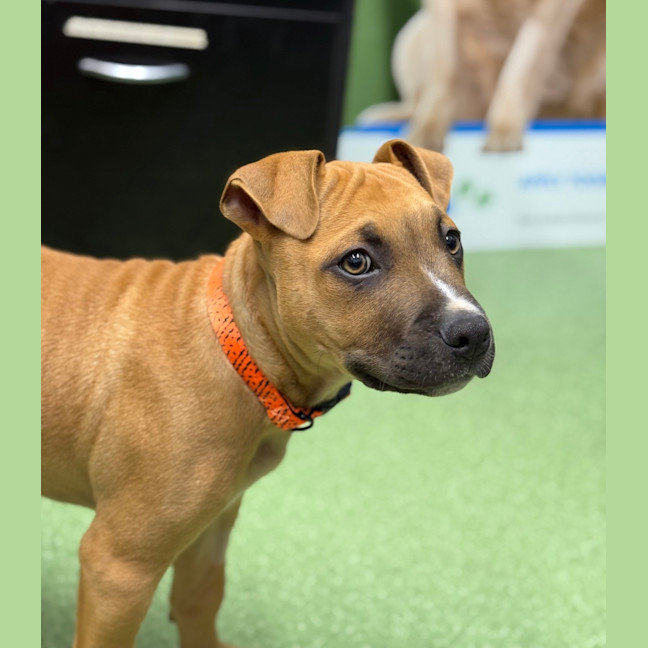Photo of Rex