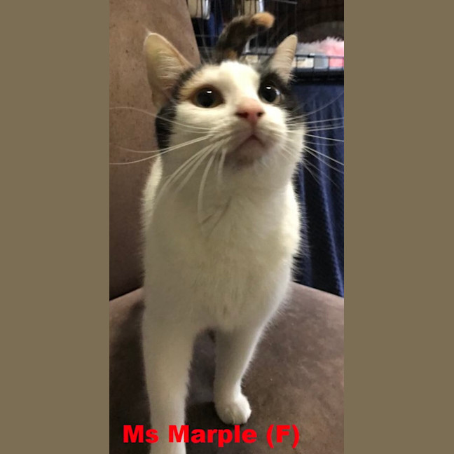 Photo of Ms Marple