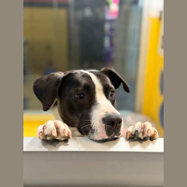 Photo of Stella