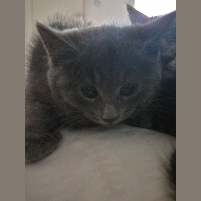 Photo of Poppy