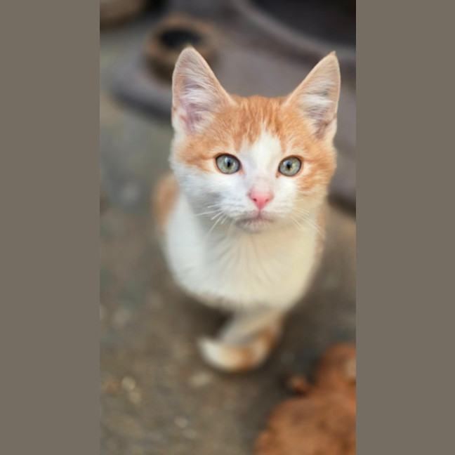 Photo of Quinn