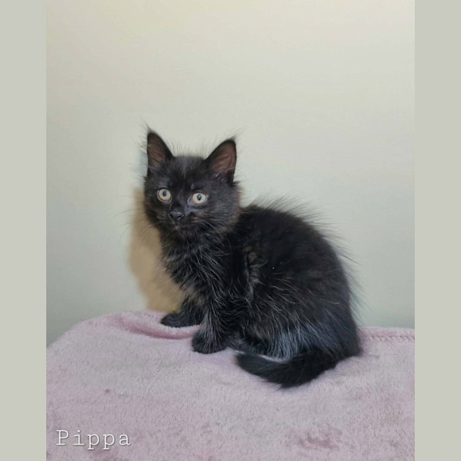 Photo of Pippa