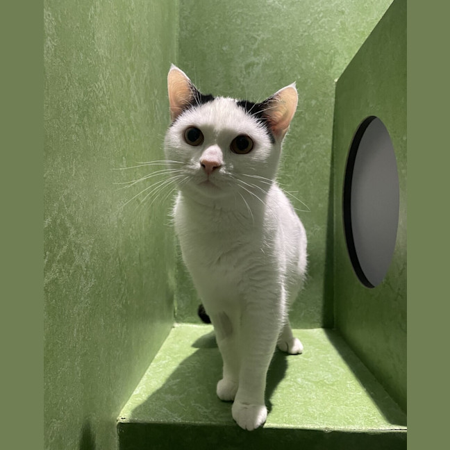 Photo of Marzipan