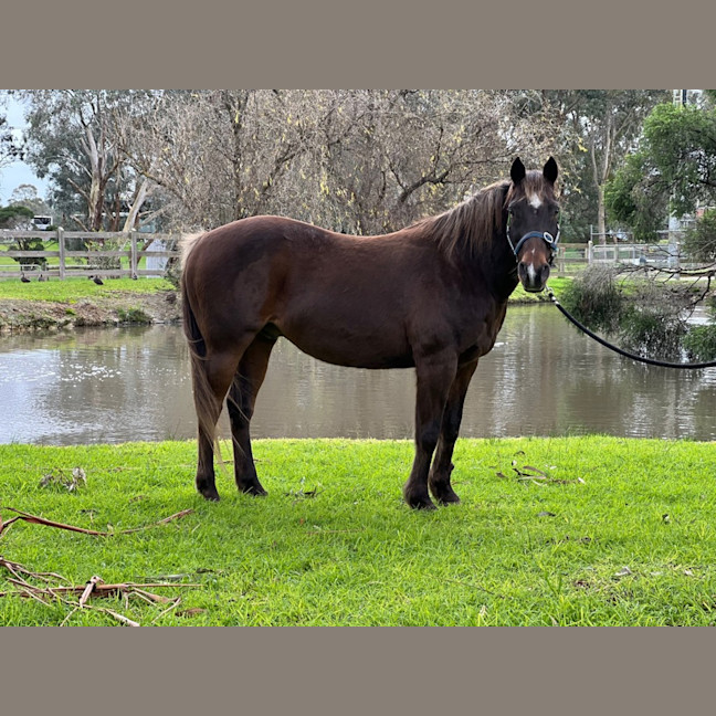 Photo of Harvey