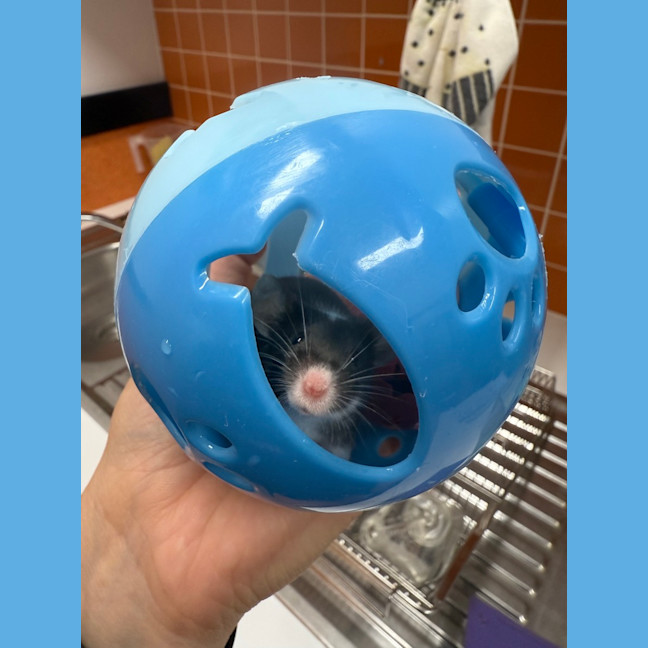 Photo of Spot